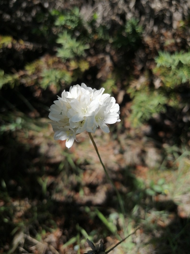 Armeria canescens photo 8