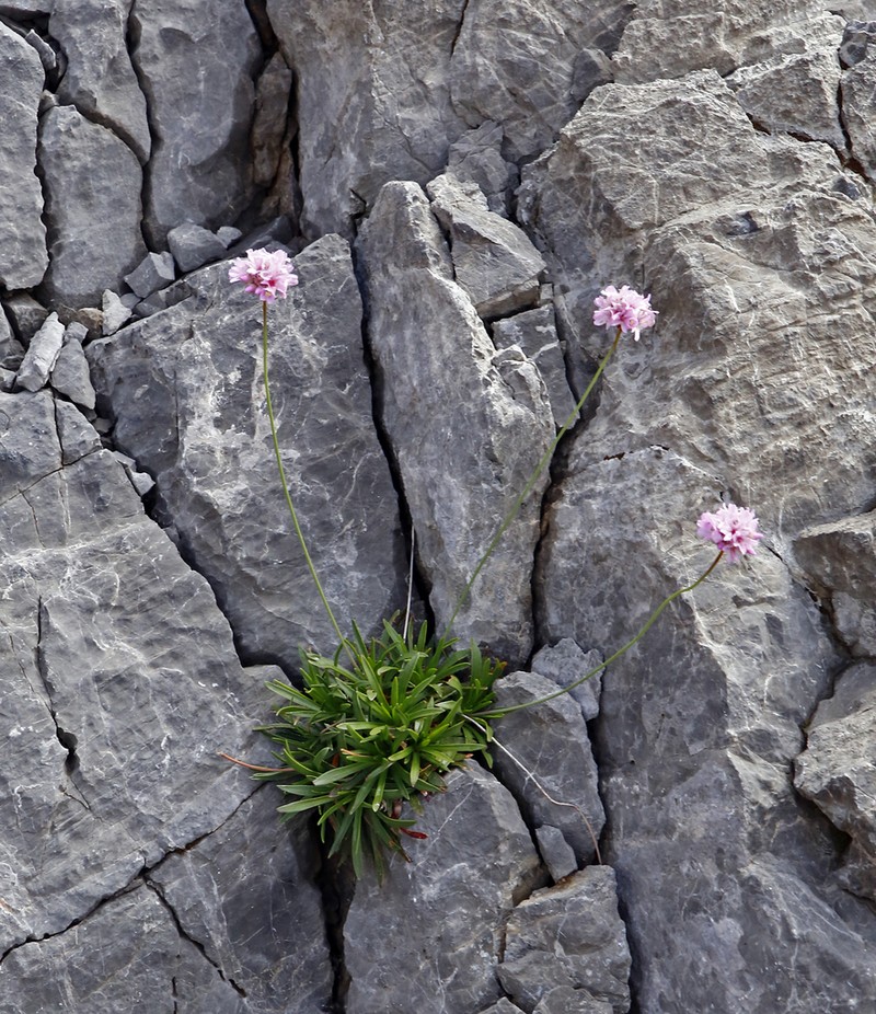 Armeria cantabrica