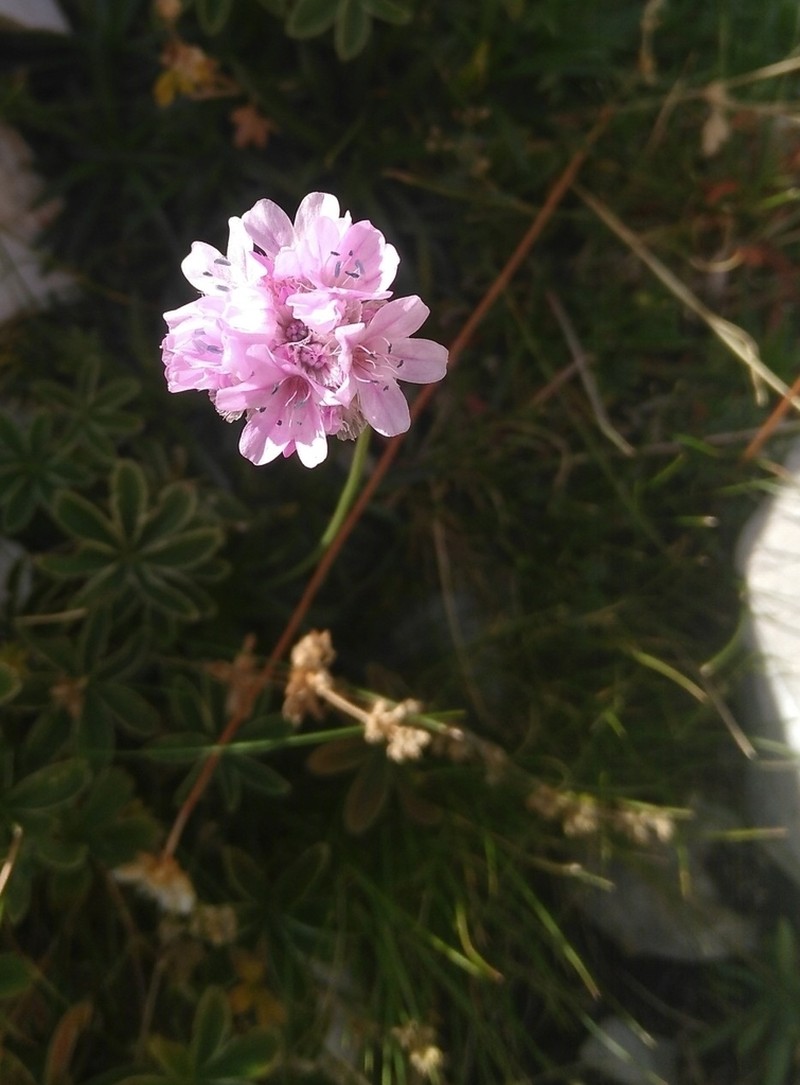 Armeria cantabrica photo 2