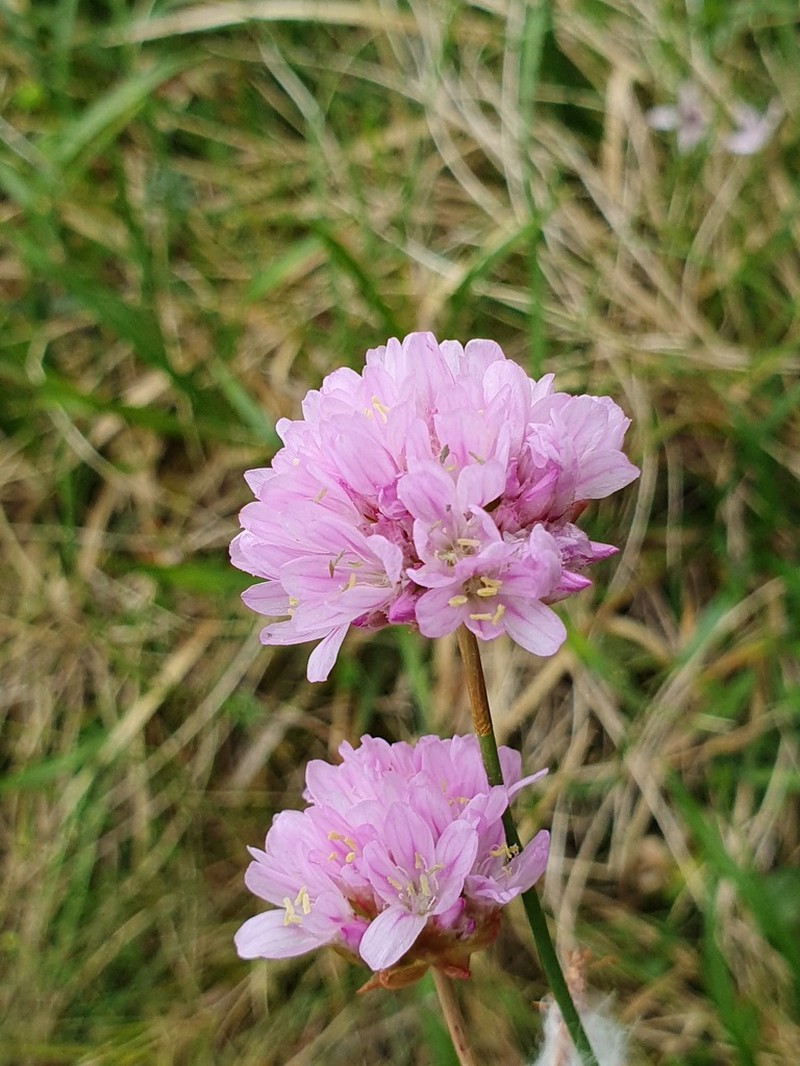 Armeria cantabrica photo 3