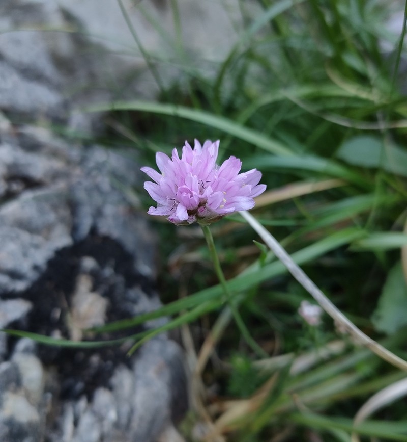 Armeria cantabrica photo 4