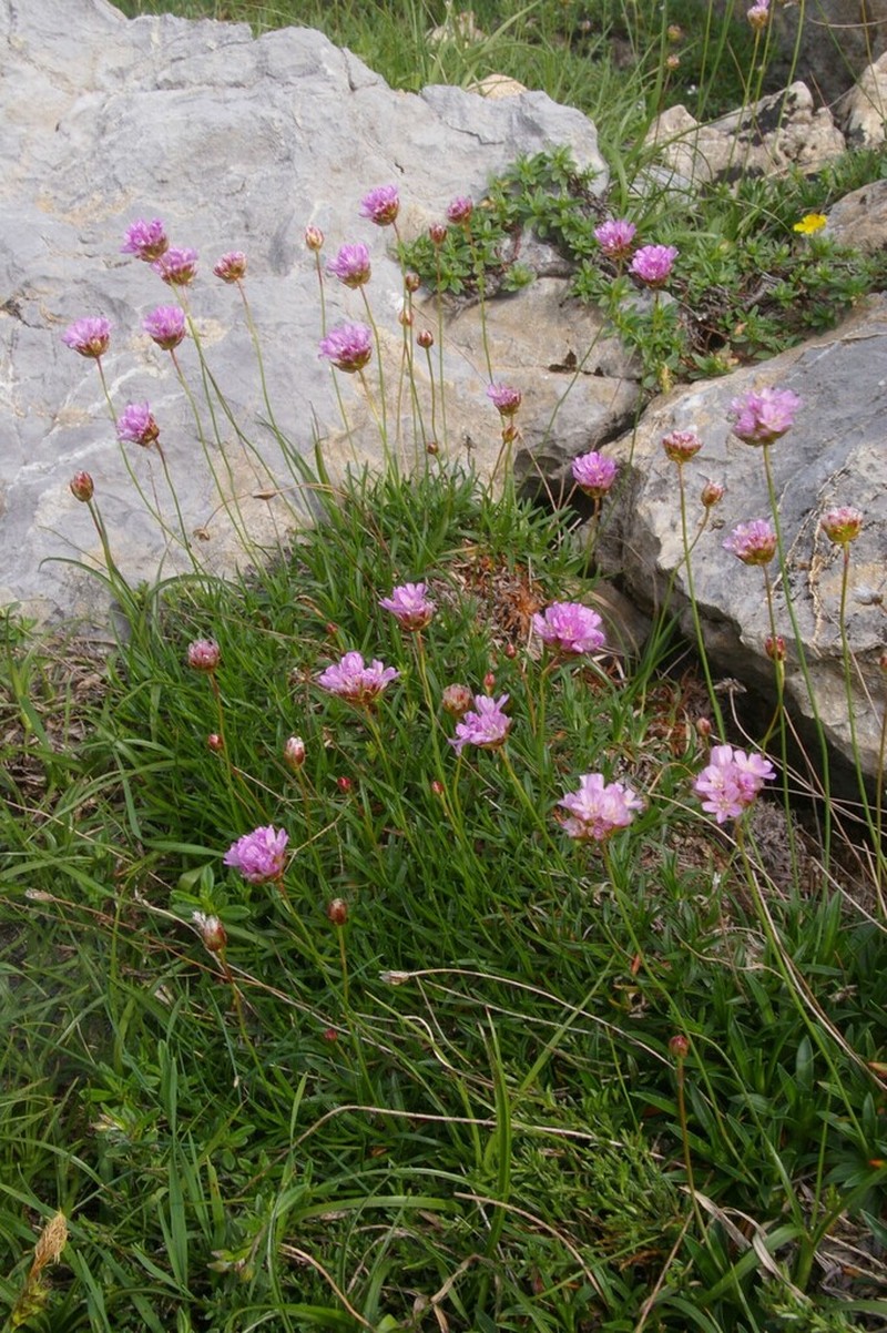 Armeria cantabrica photo 5