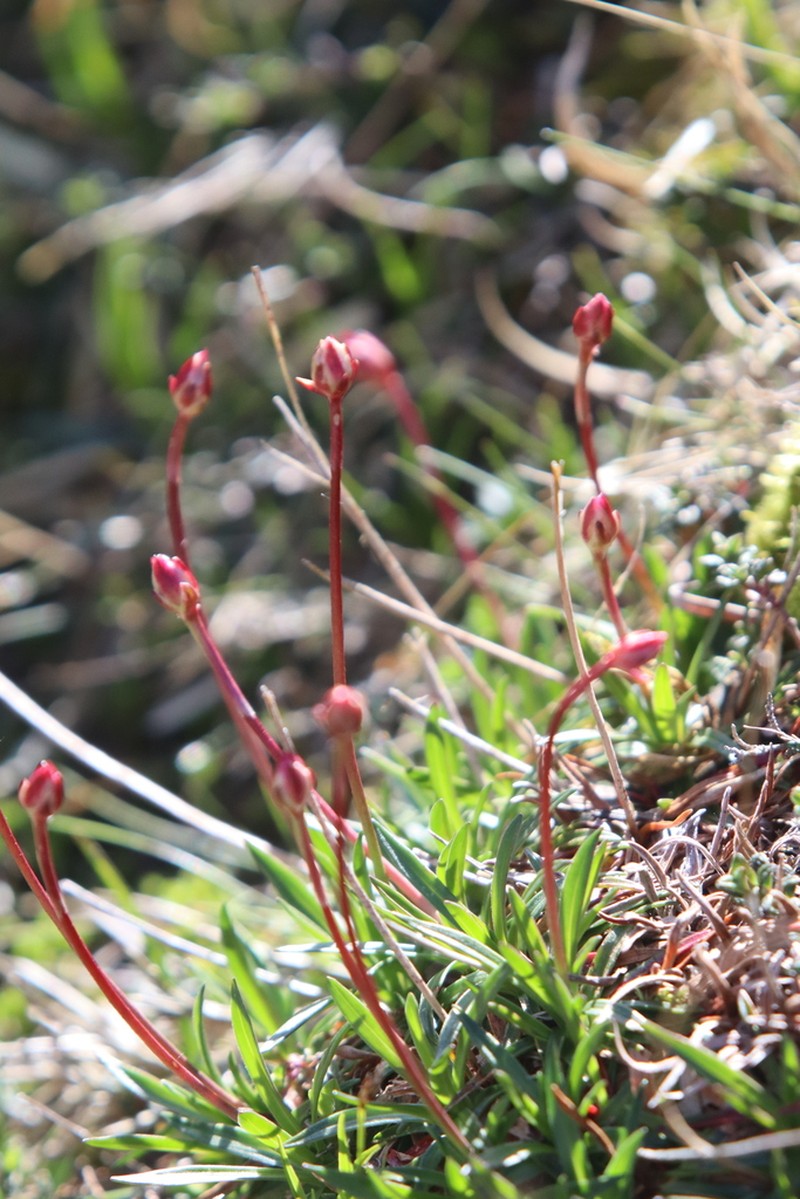 Armeria cantabrica photo 6