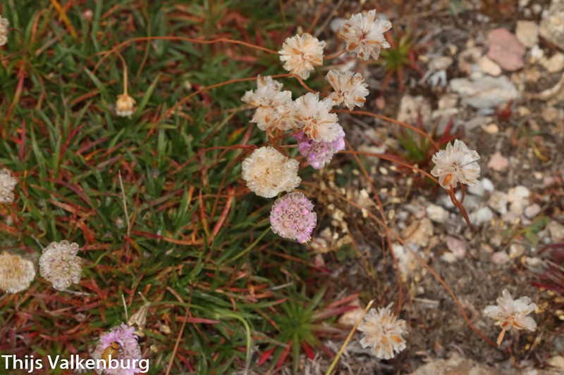 Armeria cantabrica photo 7