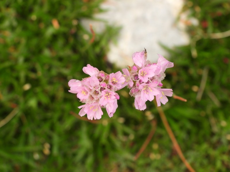 Armeria cantabrica photo 8