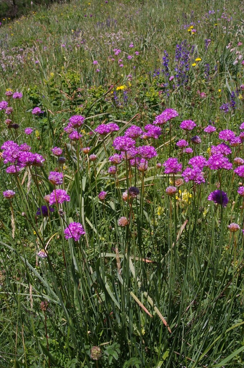 Armeria castellana