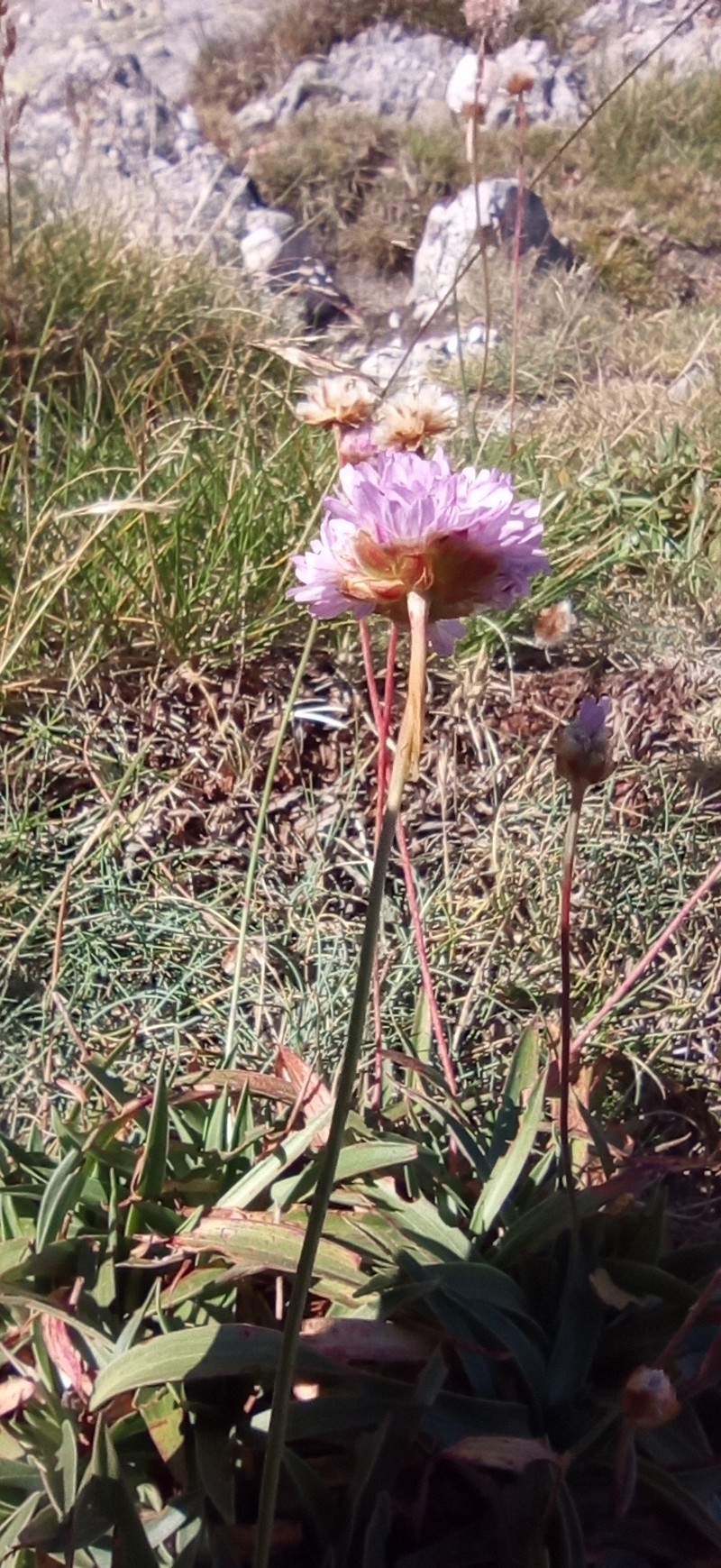 Armeria castellana photo 3