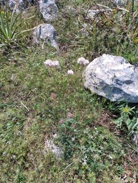 Armeria choulettiana