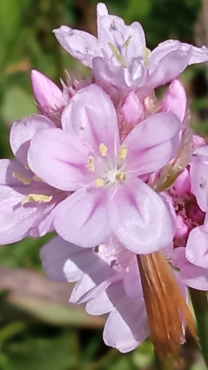 Armeria choulettiana photo 2