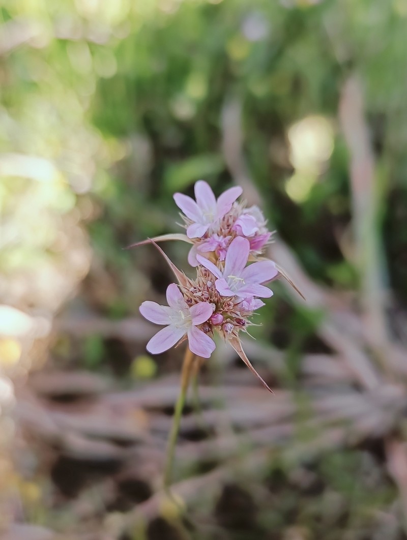 Armeria choulettiana photo 3