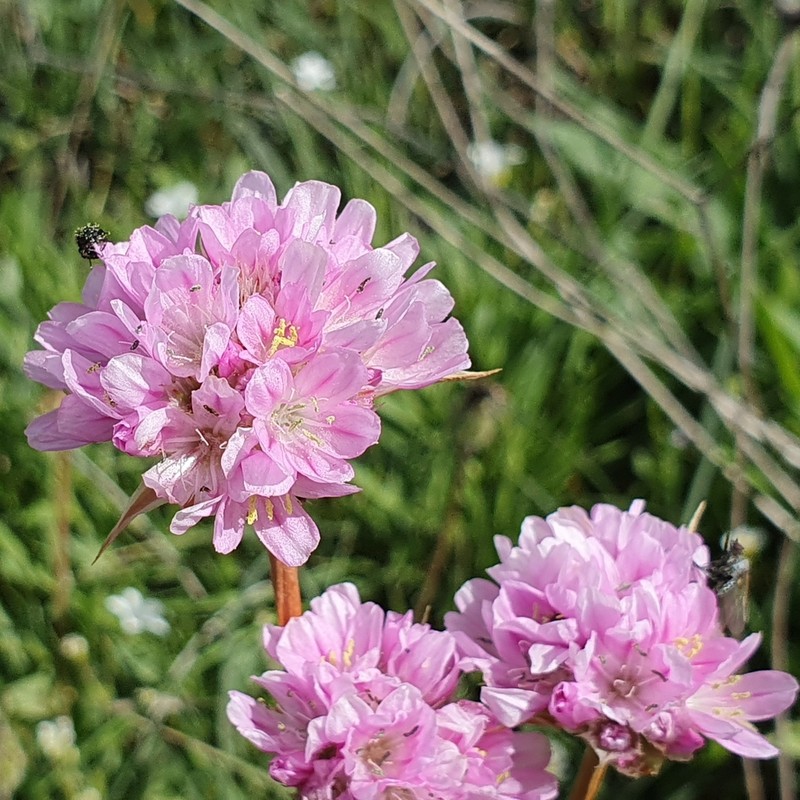 Armeria choulettiana photo 4