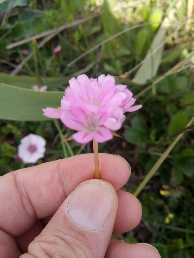 Armeria choulettiana photo 5