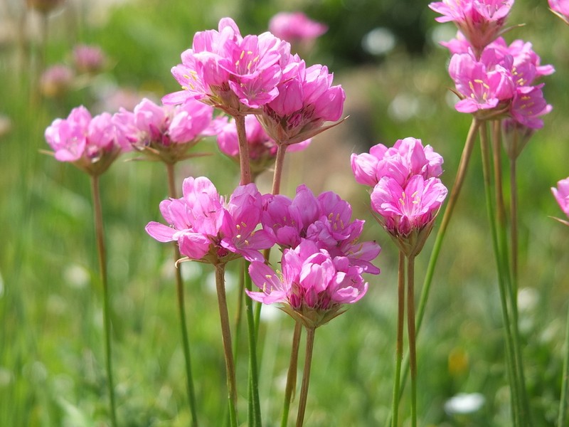 Armeria choulettiana photo 6