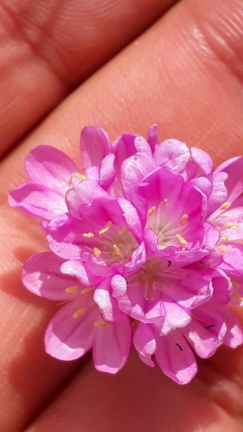 Armeria choulettiana photo 7