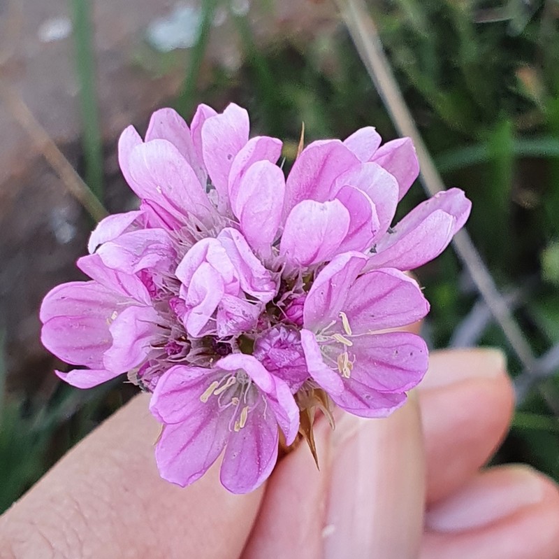 Armeria choulettiana photo 8