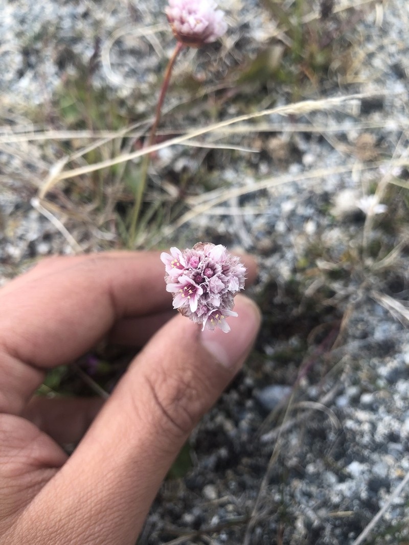 Armeria curvifolia