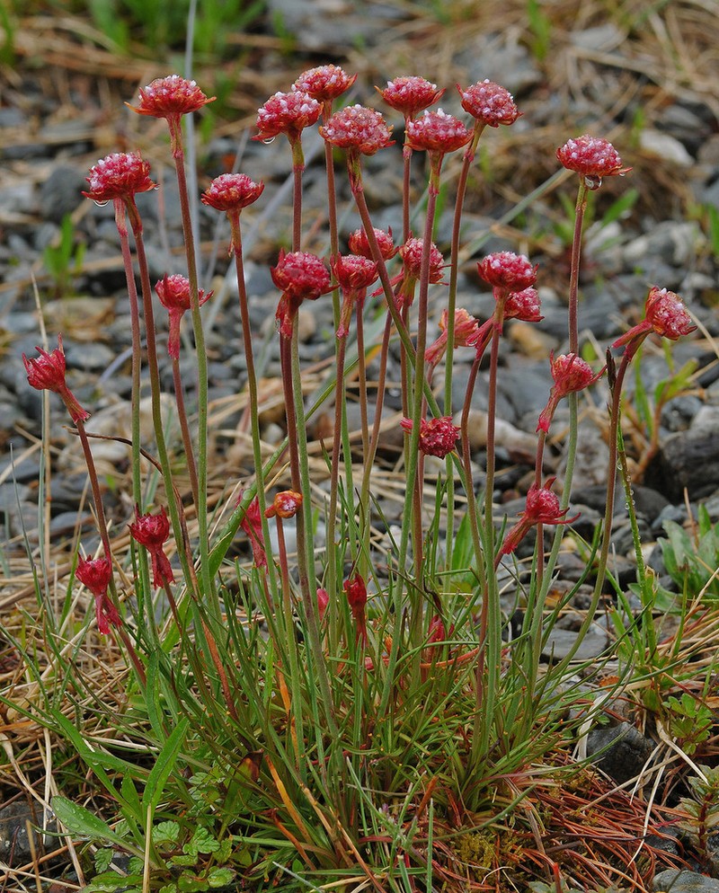 Armeria curvifolia photo 2