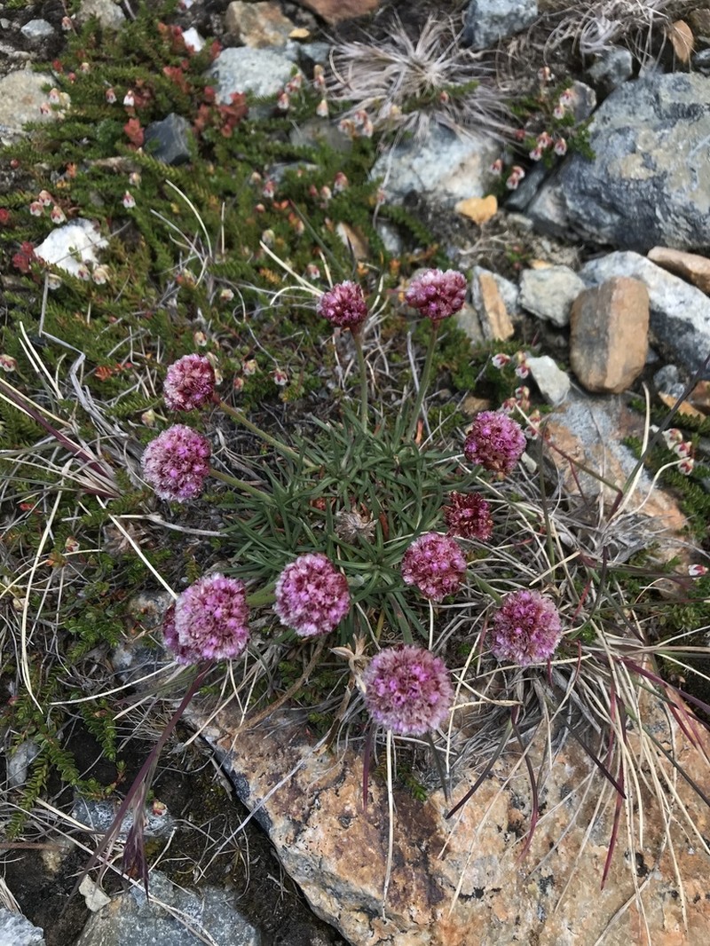Armeria curvifolia photo 3