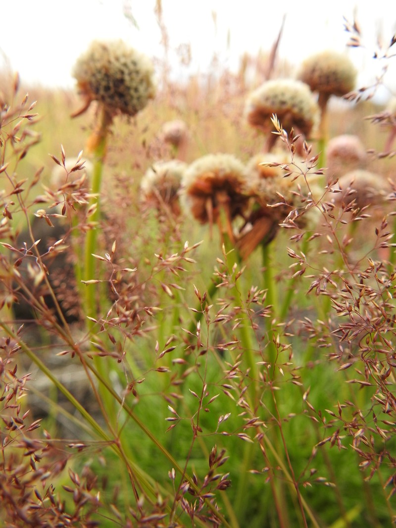 Armeria curvifolia photo 4