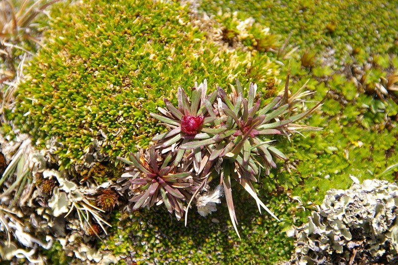 Armeria curvifolia photo 5