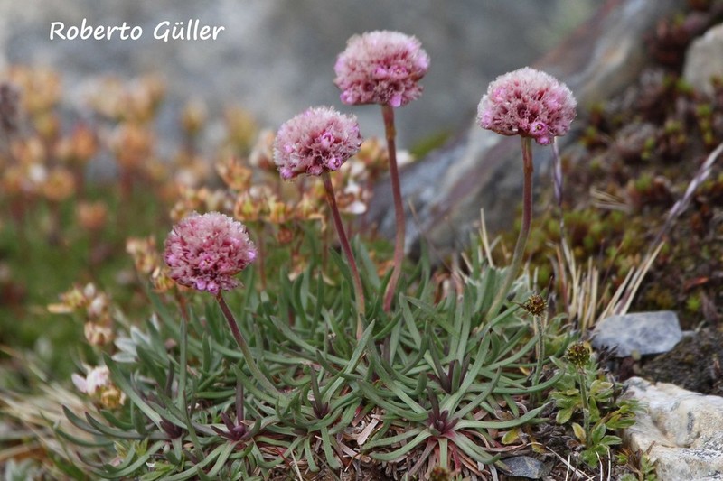 Armeria curvifolia photo 6
