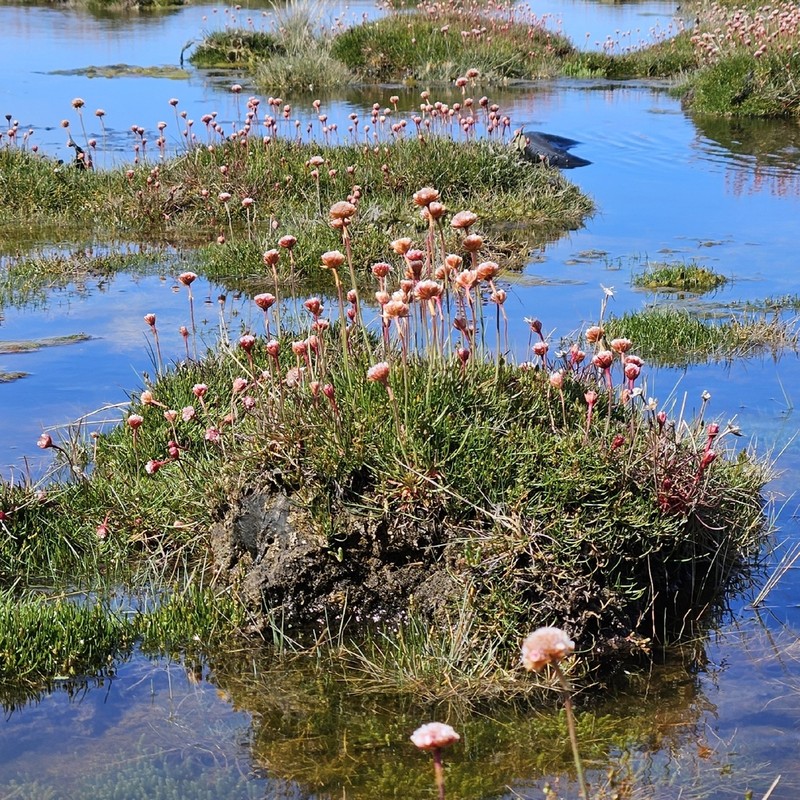 Armeria curvifolia photo 7