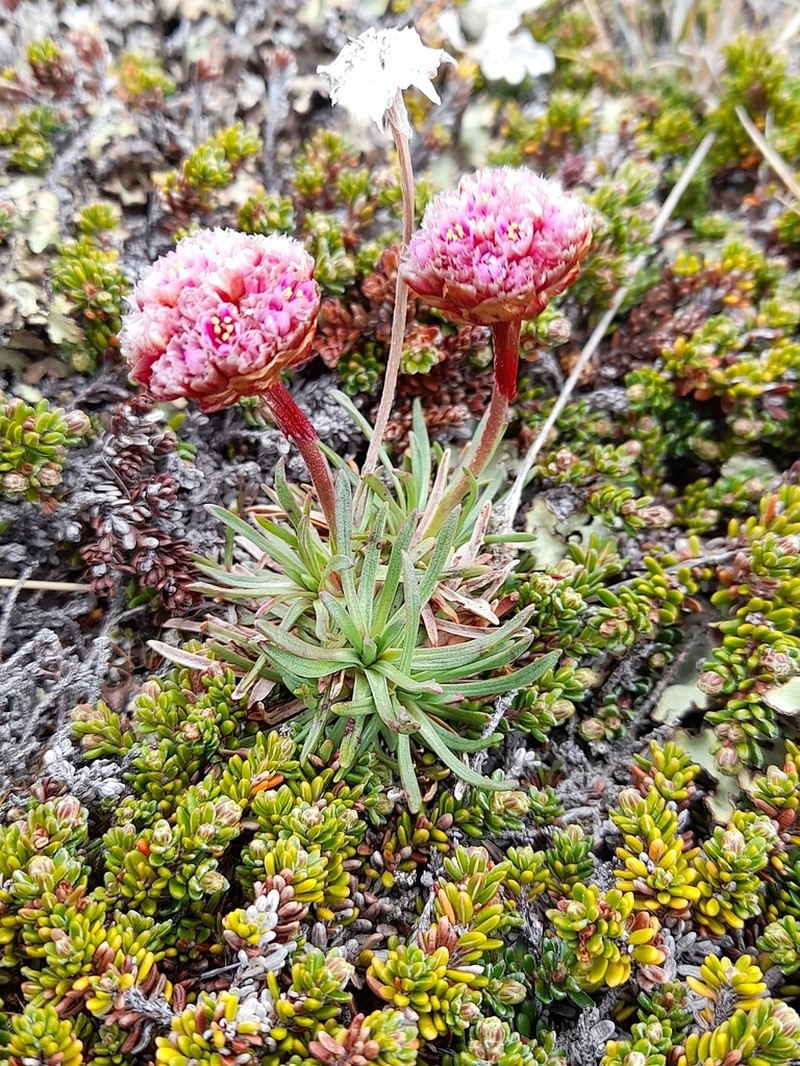 Armeria curvifolia photo 8