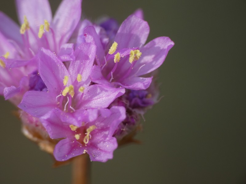 Armeria denticulata photo 2