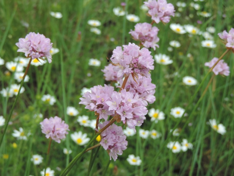 Armeria denticulata photo 3