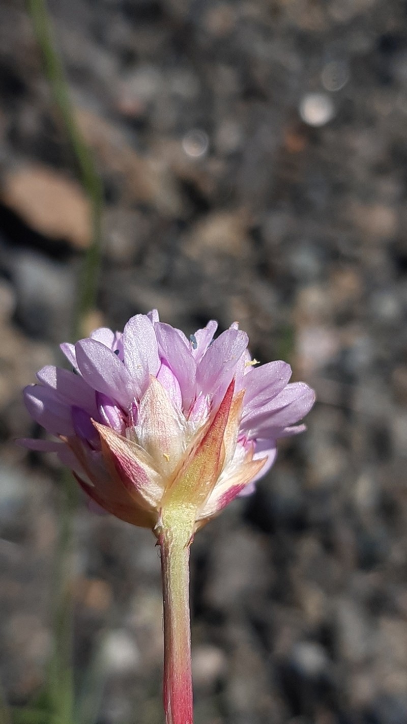 Armeria denticulata photo 4