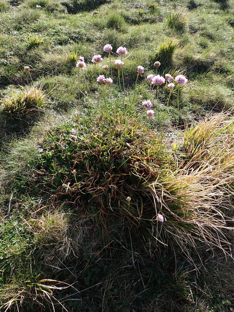 Armeria denticulata photo 5