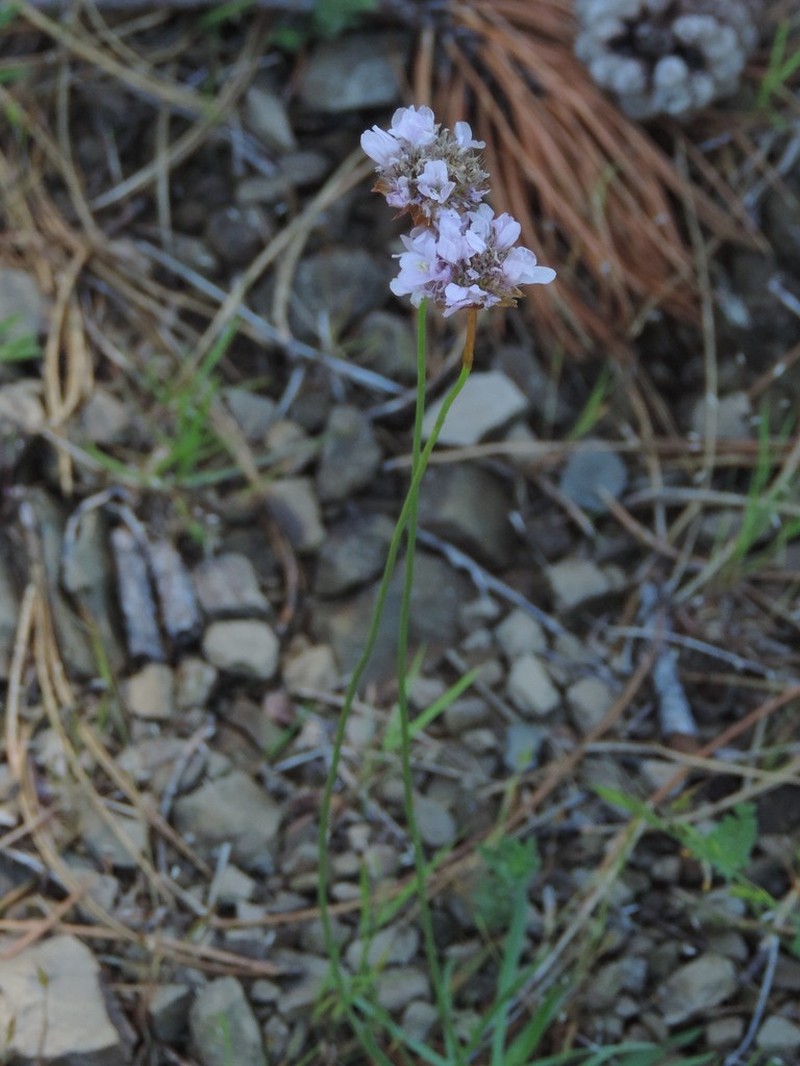 Armeria denticulata photo 6