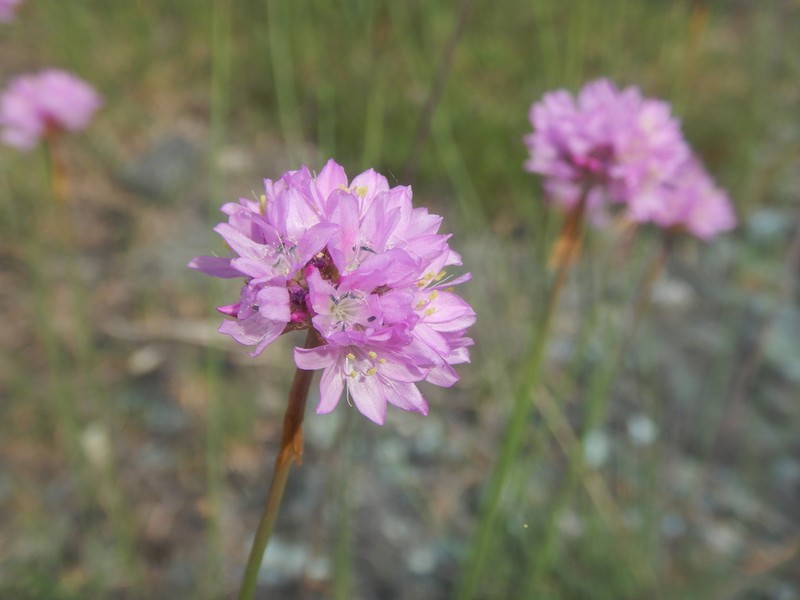 Armeria denticulata photo 7