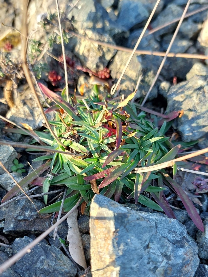 Armeria denticulata photo 8