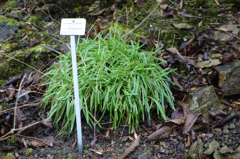 Armeria duriaei