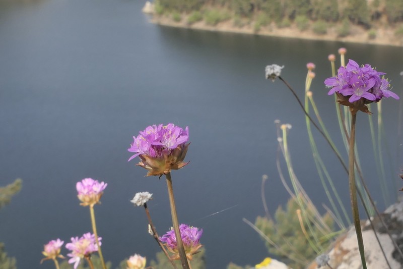 Armeria duriaei photo 2
