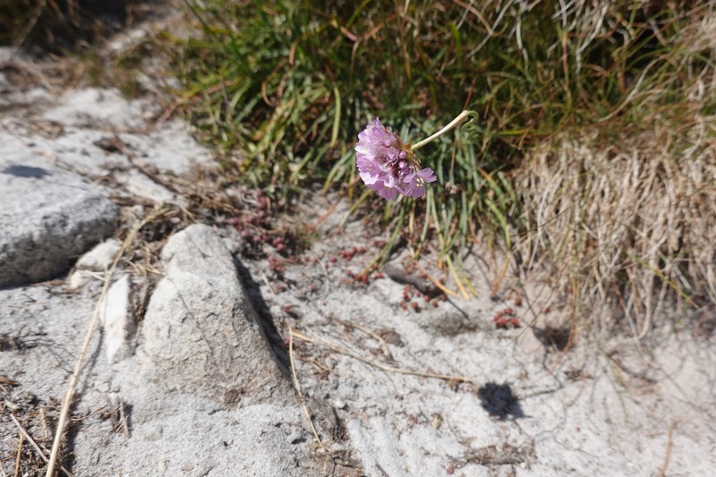 Armeria duriaei photo 4