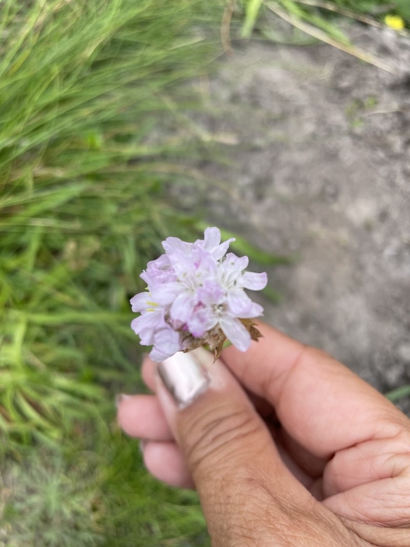 Armeria euscadiensis