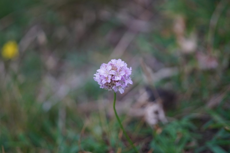 Armeria euscadiensis photo 2