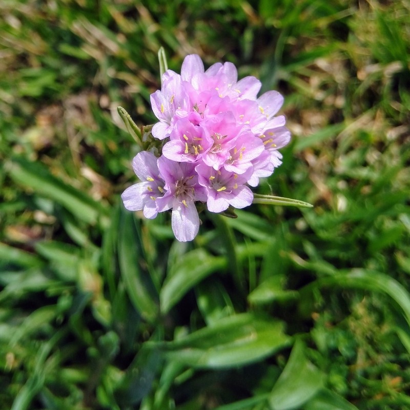 Armeria euscadiensis photo 3