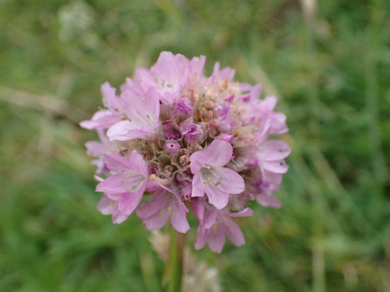 Armeria euscadiensis photo 4