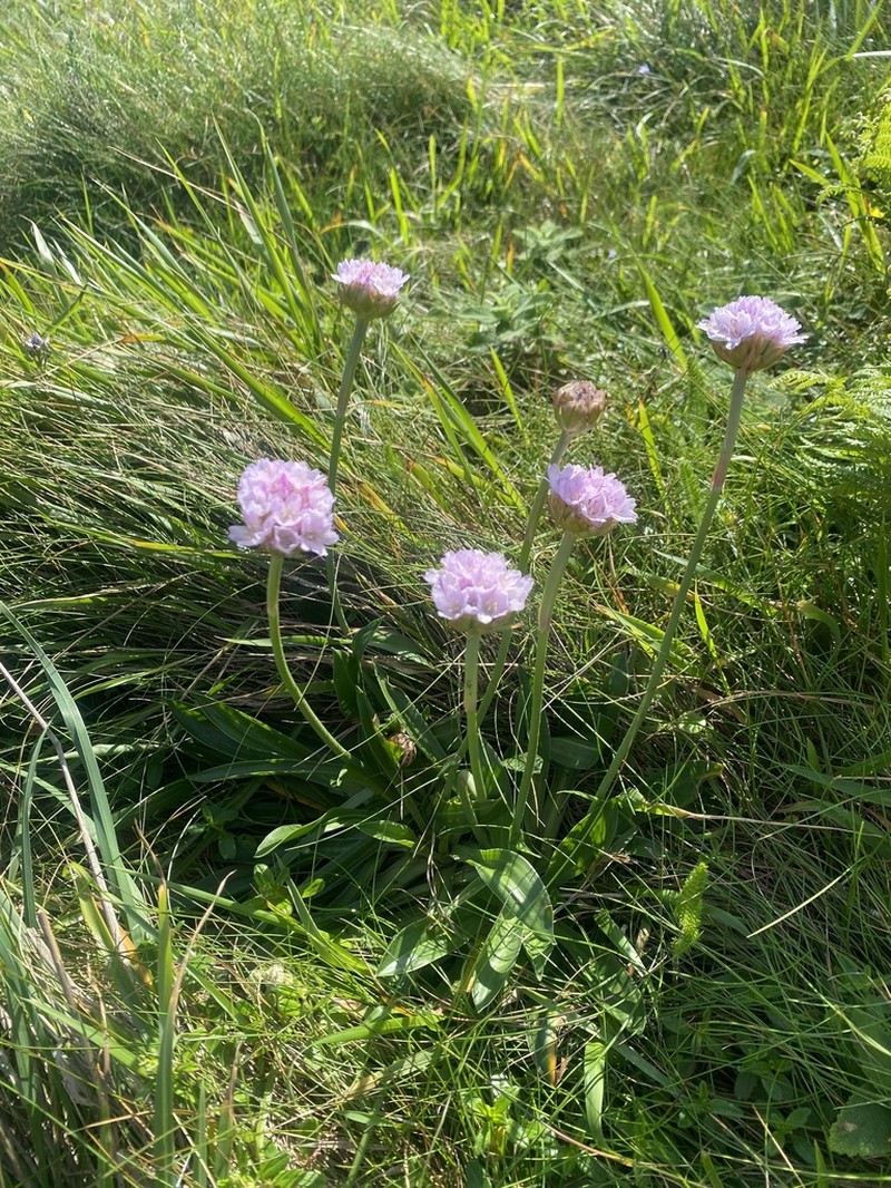 Armeria euscadiensis photo 5