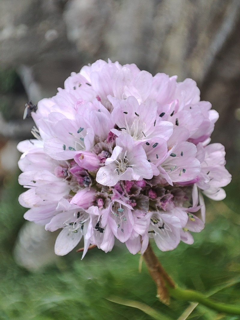 Armeria euscadiensis photo 6