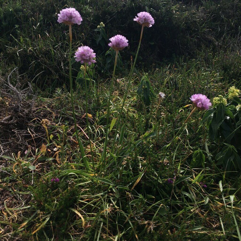 Armeria euscadiensis photo 7