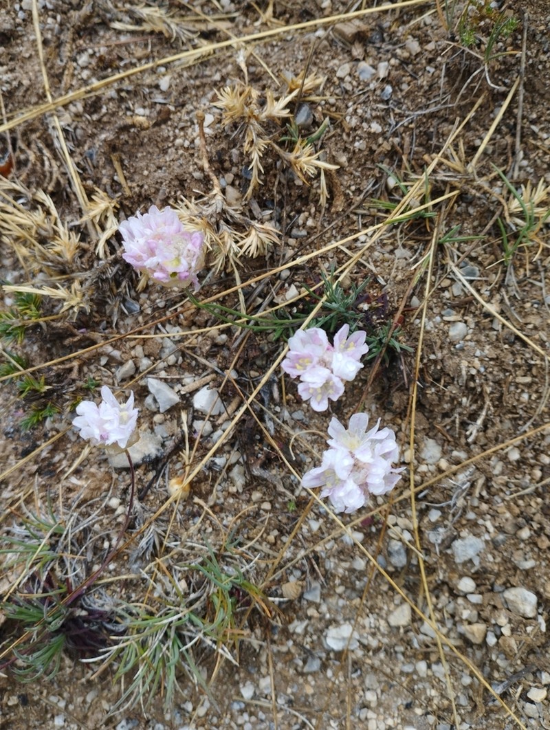 Armeria filicaulis