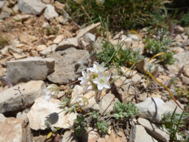 Armeria filicaulis photo 4