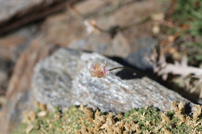 Armeria filicaulis photo 5