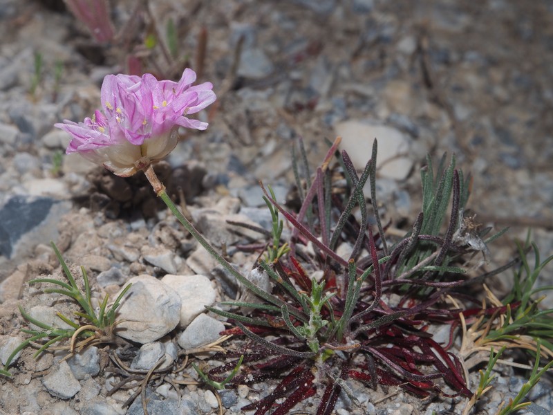 Armeria filicaulis photo 7
