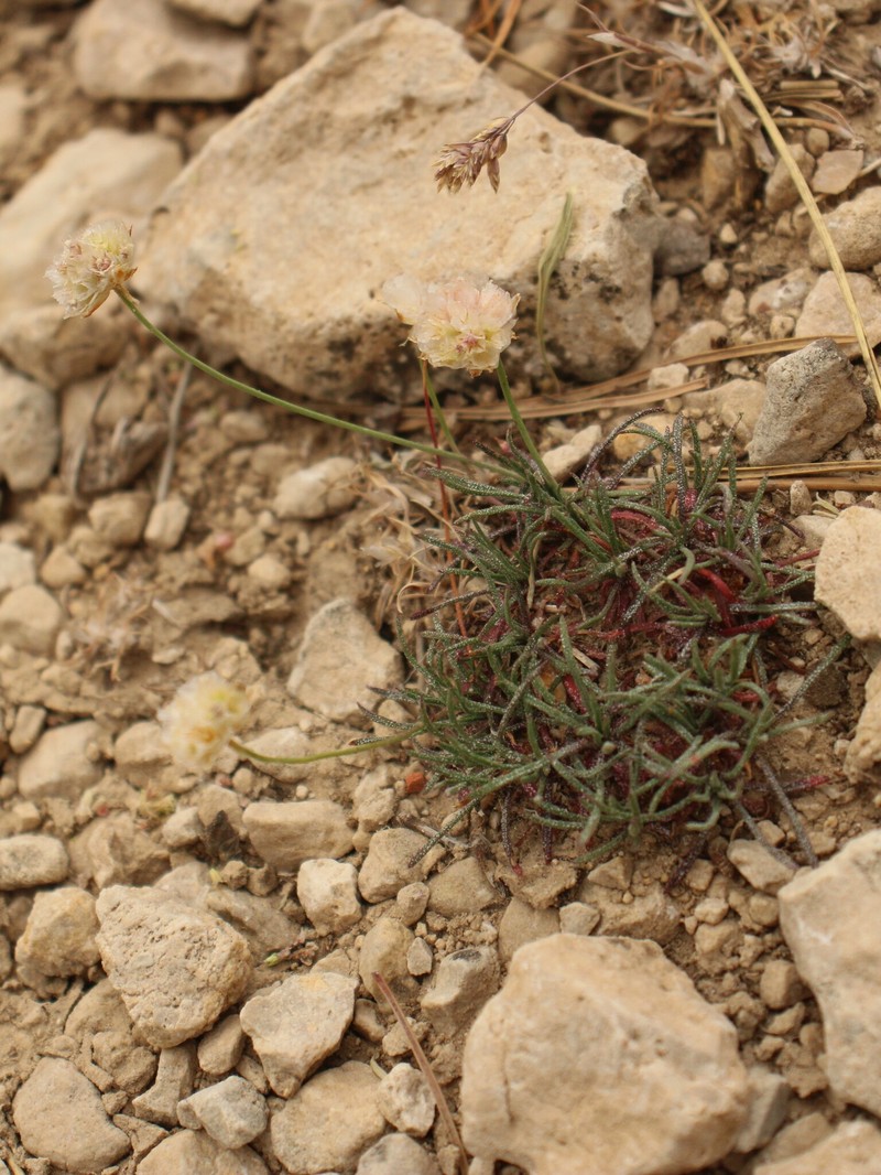 Armeria filicaulis photo 8