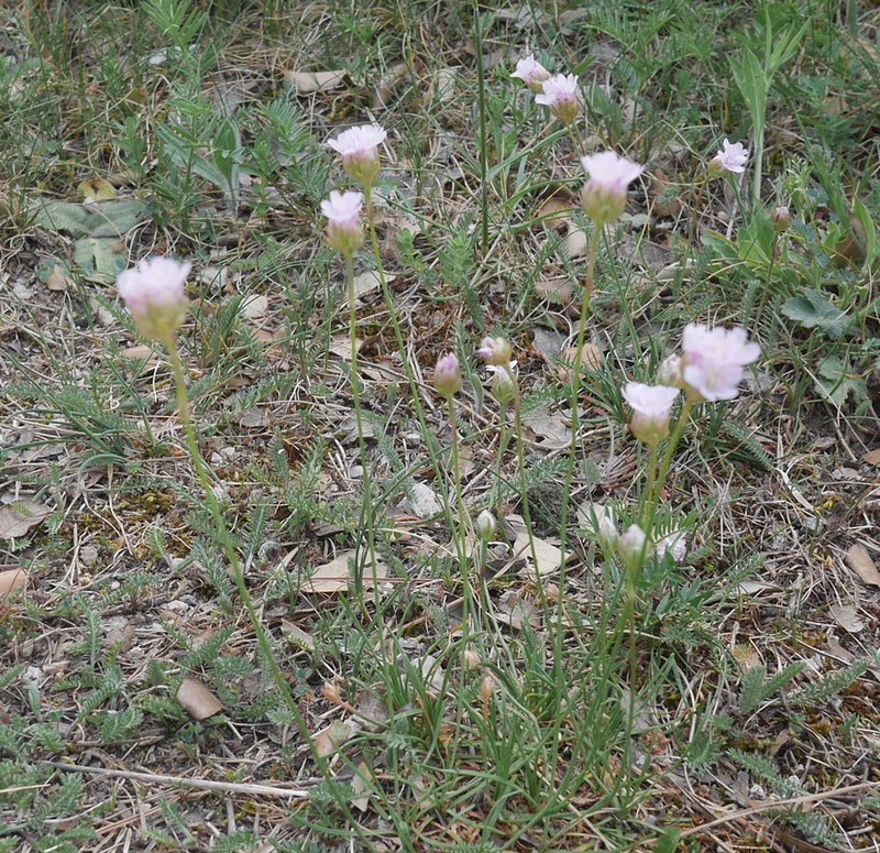 Armeria fontqueri photo 2
